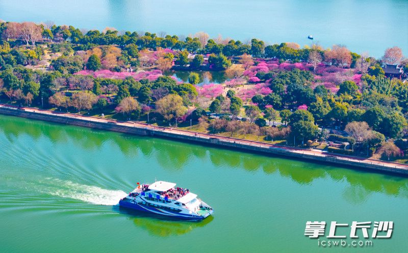 游客們坐在游輪上觀賞梅園美景。