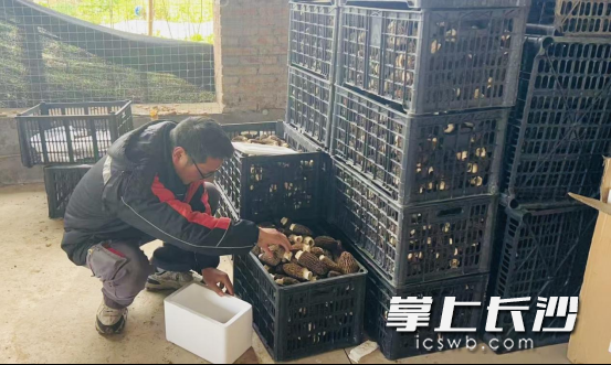 順豐小哥收寄直播間銷(xiāo)售的農(nóng)產(chǎn)品,。均為通訊員楊倩 供圖