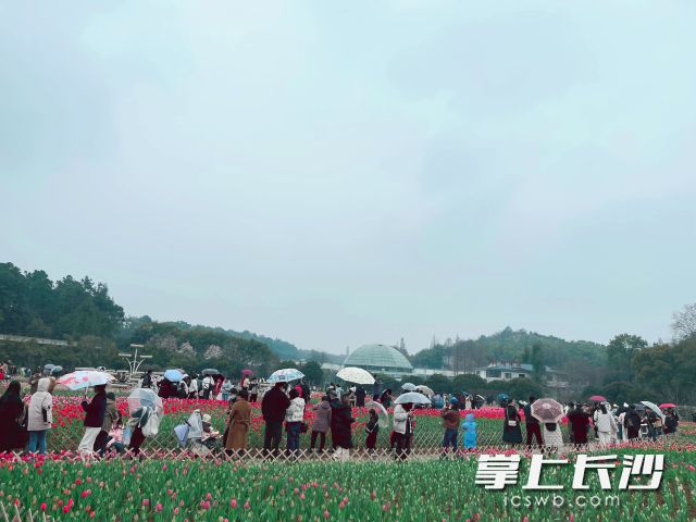 蒙蒙細(xì)雨阻擋不了市民朋友來省植物園賞花踏青的熱情,。長沙晚報(bào)全媒體記者 舒元臻攝