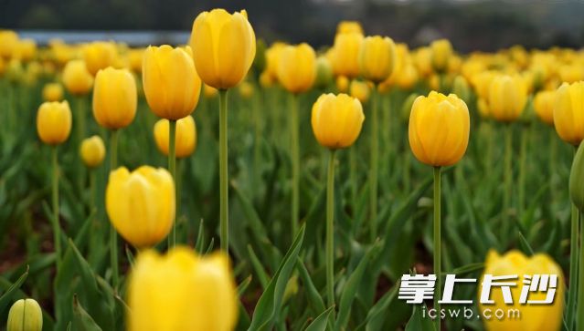 隨著天氣逐漸轉(zhuǎn)暖，大家又有了走出家門(mén)賞景賞花的念頭,。 均為長(zhǎng)沙晚報(bào)全媒體記者舒元臻攝