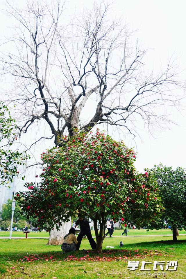 游客在橘子洲景區(qū)拍照打卡,。