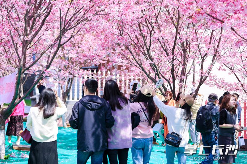 趁著好天氣,，不少市民紛紛來(lái)到晚安櫻花園打卡拍照,。