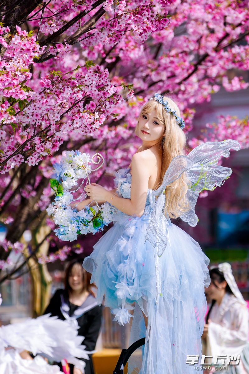 晚安櫻花季吸引市民盛裝出行,。 均為長(zhǎng)沙晚報(bào)全媒體記者李金攝