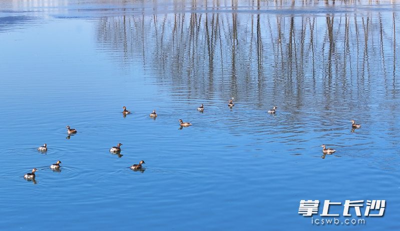 南川河大瑤段,，河水清澈見底,，??（一種形似鴨子的水鳥）在水中悠閑地嬉戲覓食。長沙晚報(bào)通訊員 黃彪 攝
