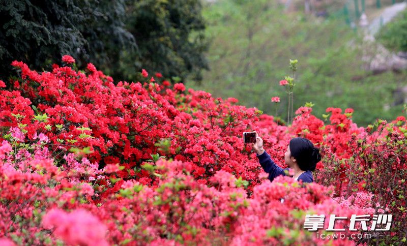 在長(zhǎng)沙，不用遠(yuǎn)赴郊外,，就能邂逅春日里的杜鵑花海,。均為長(zhǎng)沙晚報(bào)全媒體記者賀文兵攝