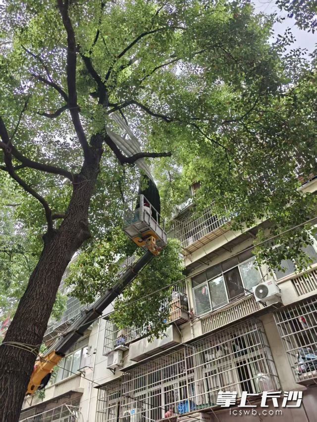 工作人員正在清理樹上殘留的瓦片,。 均為通訊員供圖