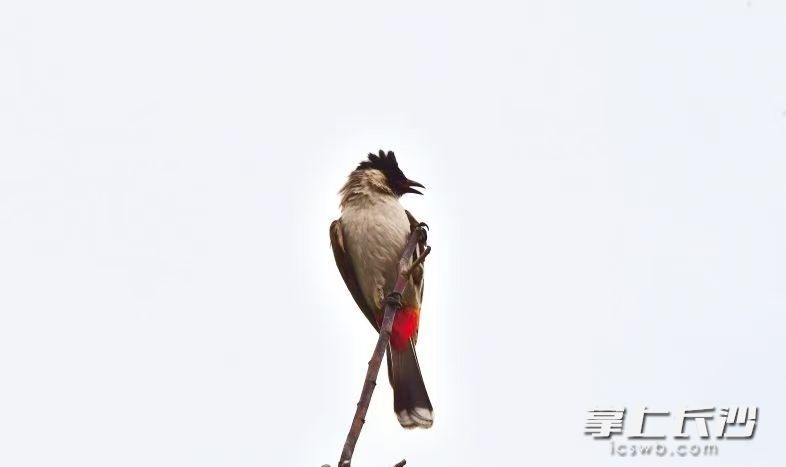 白喉紅臀鵯靜立在松雅湖畔的枝頭上,。長(zhǎng)沙晚報(bào)通訊員 黎大勇 攝