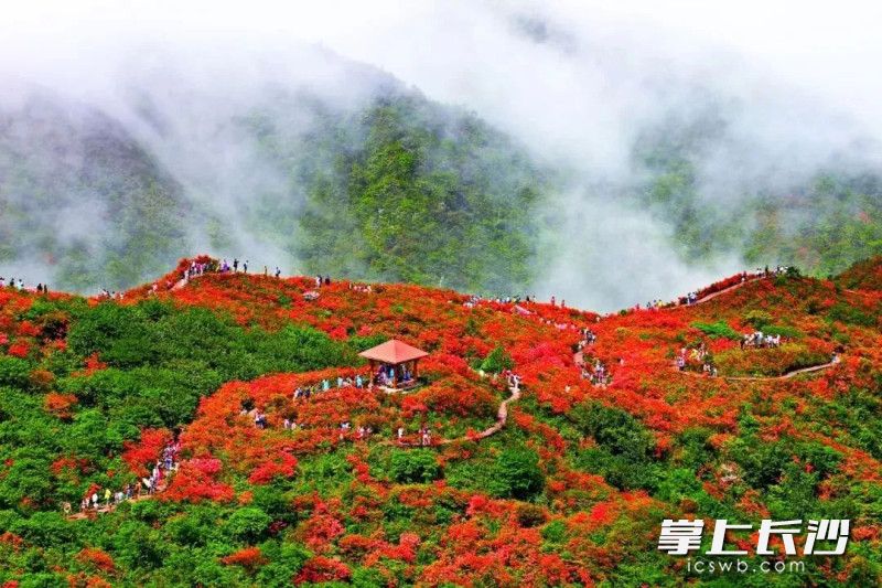 瀏陽(yáng)大圍山野生杜鵑花群落面積超過(guò)10萬(wàn)畝,。 景區(qū)供圖