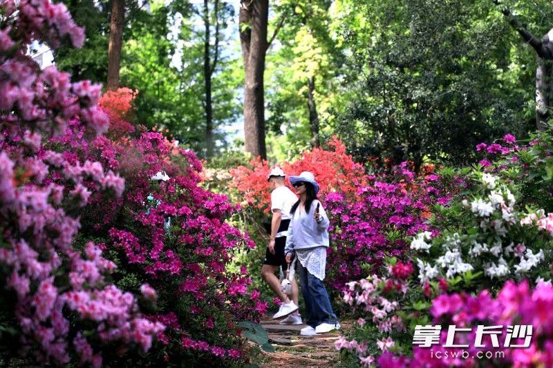 市民在湖南省植物園賞杜鵑。 長(zhǎng)沙晚報(bào)通訊員 彭煒 攝