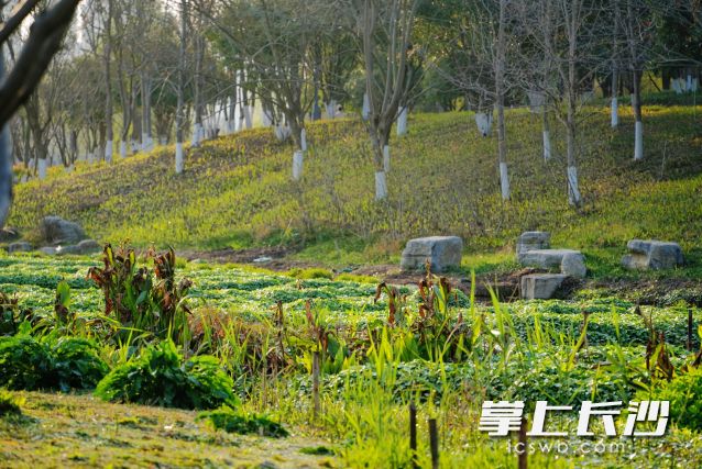 18日,、21日長沙將有兩次較強(qiáng)降雨過程并伴強(qiáng)對流天氣,。長沙晚報全媒體記者 舒元臻 攝　　