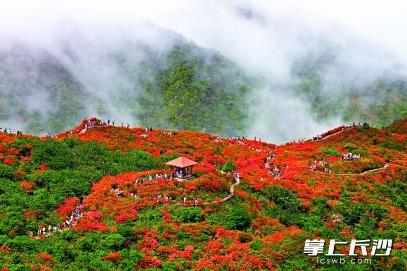 大圍山杜鵑花盛開時,，層林盡染,，蔚為壯觀。（資料圖片）