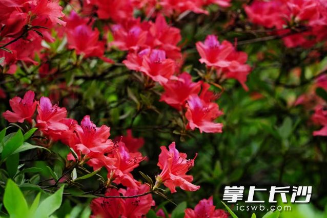 雨后杜鵑更為嬌艷,。 長(zhǎng)沙晚報(bào)全媒體記者 舒元臻 攝