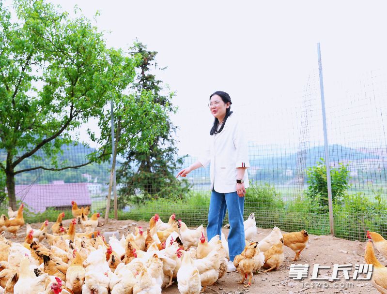 4月18日，高升村駐村第一書記龔卿又一次來到養(yǎng)殖戶家查看土雞長勢,。長沙晚報(bào)全媒體記者 顏開云 攝