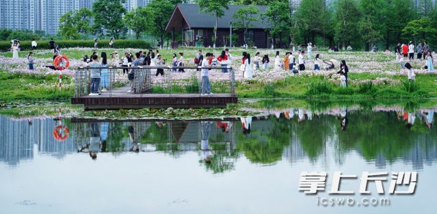 洋湖花海吸引了眾多市民拍照打卡。 均為長(zhǎng)沙晚報(bào)全媒體記者 舒元臻攝