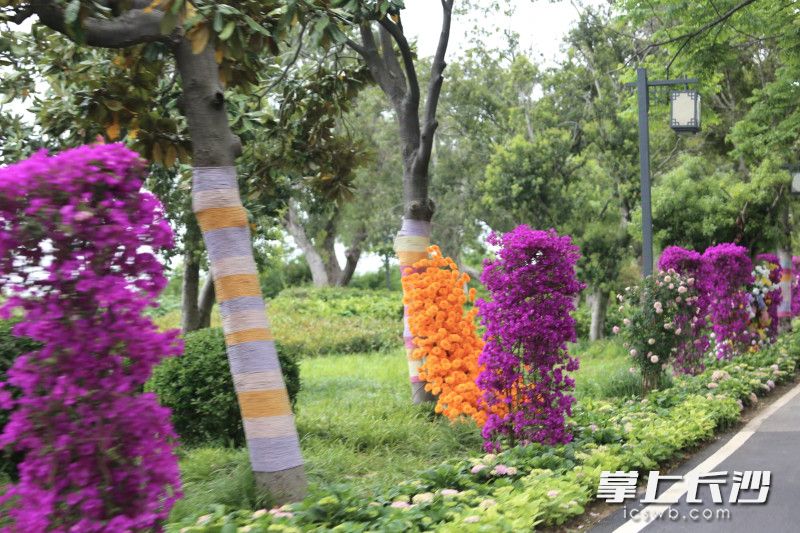君山島一路生花,。