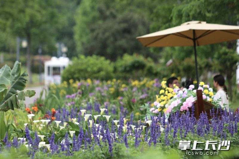 眼下的君山島草綠花開,。 均為長沙晚報(bào)全媒體記者賀文兵攝