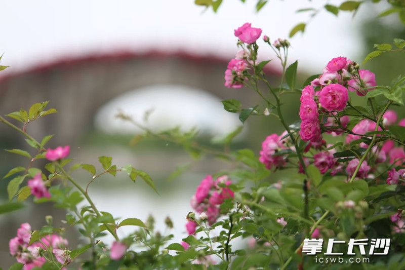處處花開,。