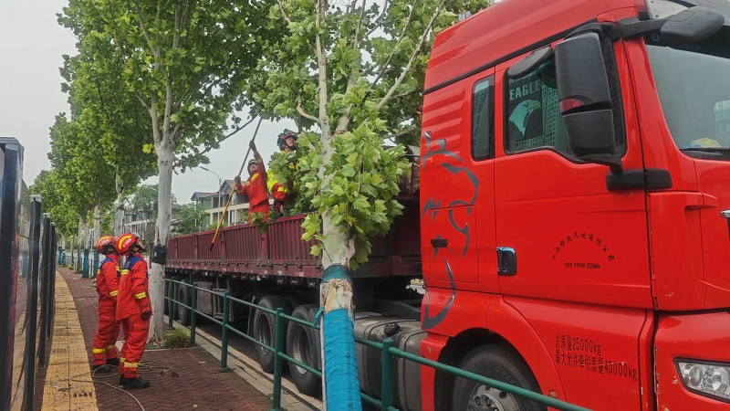 消防員正在處置倒伏樹木,。 通訊員 張佳欣 攝