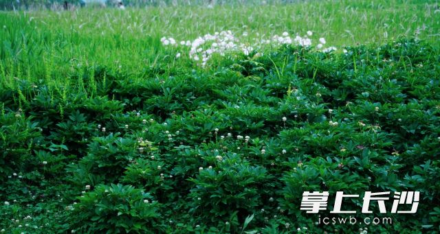 未來(lái)一周長(zhǎng)沙晴雨相間,，氣溫前低后高。 均為長(zhǎng)沙晚報(bào)全媒體記者舒元臻攝