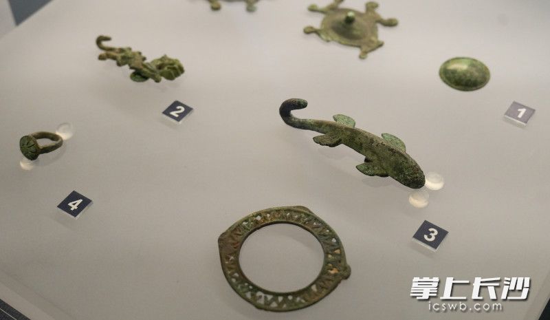 鯢魚形銅帶鉤,。均為長(zhǎng)沙晚報(bào)全媒體記者 鄒麟 攝