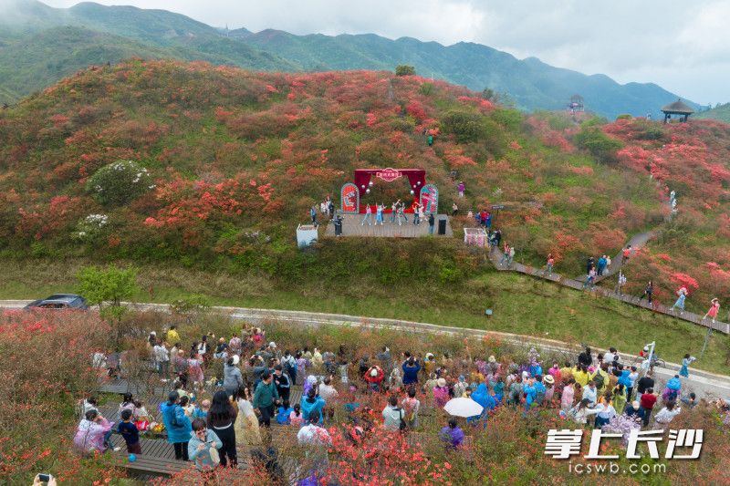 據(jù)了解，此次杜鵑花季將持續(xù)至5月20日,。為打造沉浸式賞花體驗(yàn),，大圍山國(guó)家森林公園精心策劃了“時(shí)代花影劇場(chǎng)”“云端消費(fèi)集市”“花路傳情徒步”“花鳥(niǎo)使·觀鳥(niǎo)尋蹤”“云起且聽(tīng)風(fēng)鈴”五大主題活動(dòng)。