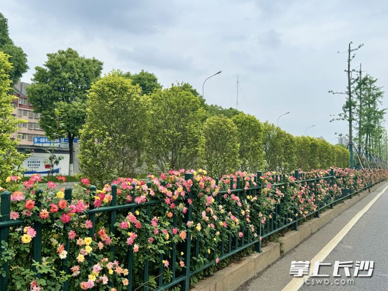 營盤路上,，綴滿花朵的“花瀑”漫過綠化帶,。 均為長沙晚報(bào)全媒體記者顏家文攝
