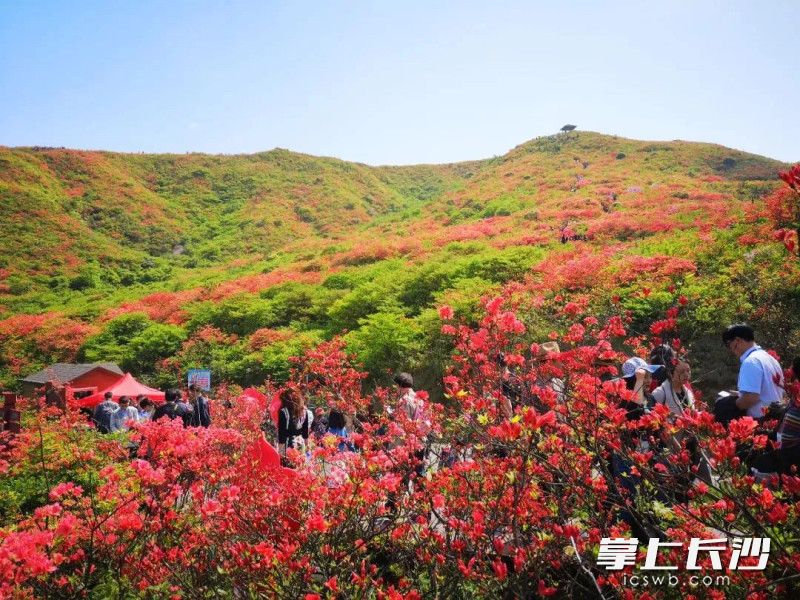 “五一”期間,，大圍山杜鵑花盛放,。受訪者供圖