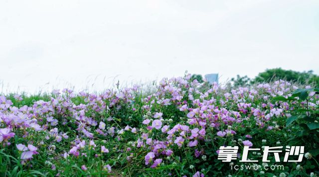 五一假期陽光正好,、微風和煦,，正是出游的好時機。 均為長沙晚報全媒體記者舒元臻攝