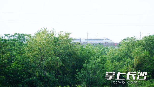 “五一”假期最后一天迎來了立夏節(jié)氣,。 均為長沙晚報(bào)全媒體記者 舒元臻攝