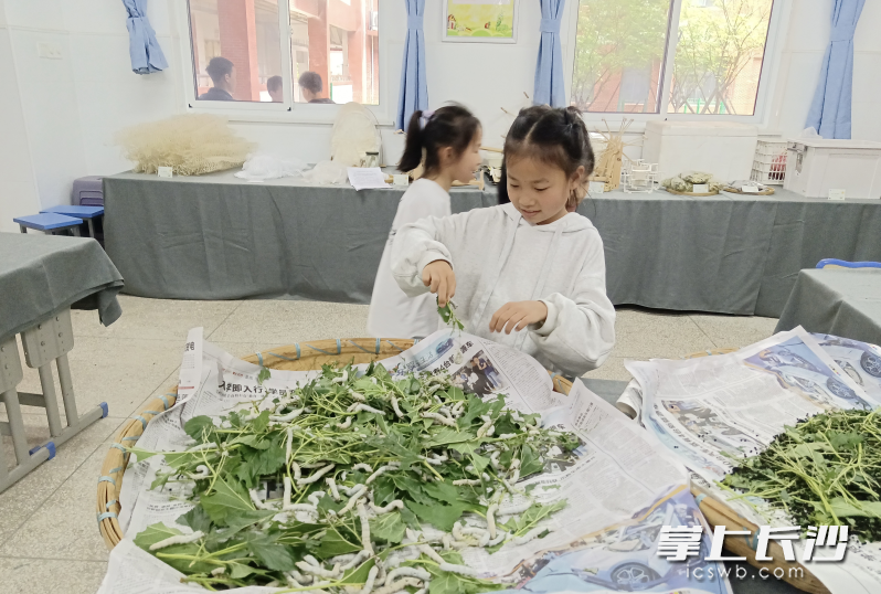 學生們在細心喂養(yǎng)蠶寶寶,。