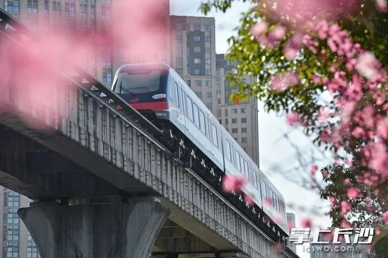 磁浮列車從花朵間穿行而過,。王志偉 攝