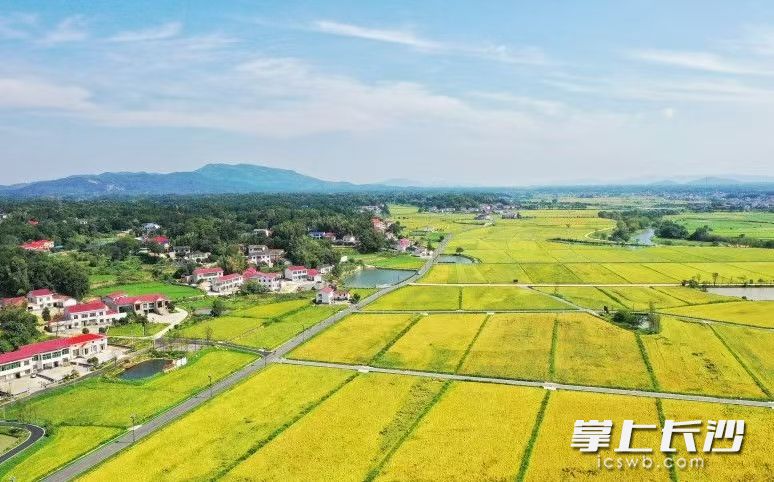 長(zhǎng)沙縣成功入選2025年國(guó)家現(xiàn)代農(nóng)業(yè)產(chǎn)業(yè)園項(xiàng)目立項(xiàng)名單,。 資料圖片
