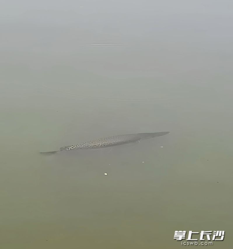 湖中驚現(xiàn)長滿斑點(diǎn)的“狠魚”疑似鱷雀鱔,。均為采訪對(duì)象 供圖