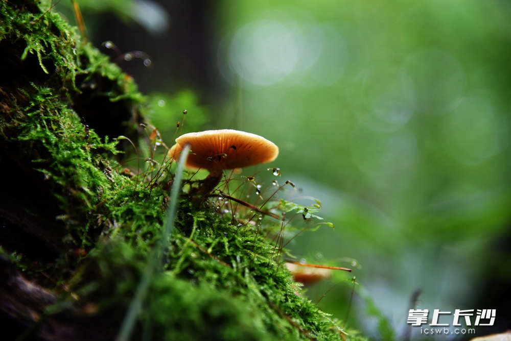 在這片原始森林,，每立方米有6.8萬個負(fù)氧離子，野菜,、榛蘑,、林蛙這些山珍隨處可見。