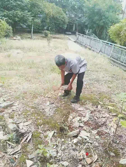 原來(lái)的四醫(yī)院花園,，到處雜草叢生，雜樹(shù)亂長(zhǎng),，大小石子,、瓦片、廢棄雜物……滿(mǎn)地都是,。