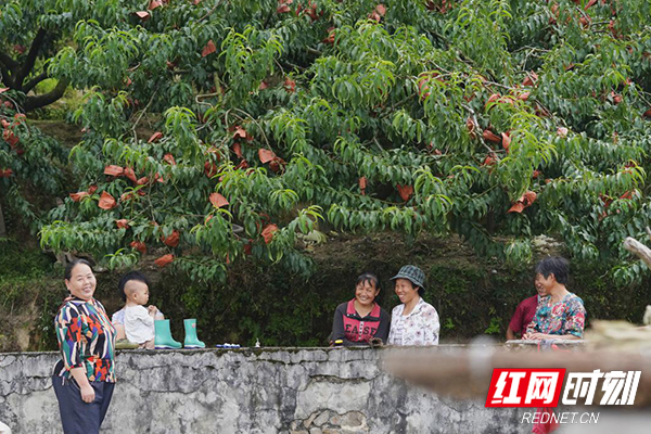 每年7月下旬,，炎陵將迎來(lái)黃桃豐收的季節(jié),。