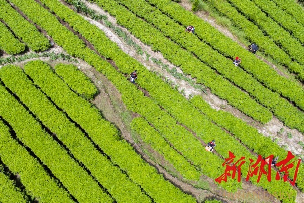 7月3日,，常寧市塔山瑤族鄉(xiāng)，瑤胞在采摘夏茶,。近年,，該鄉(xiāng)種植高山有機(jī)茶4.5萬(wàn)畝，帶動(dòng)1200余名貧困勞動(dòng)力人均年增收5000元以上,。成俊峰 攝