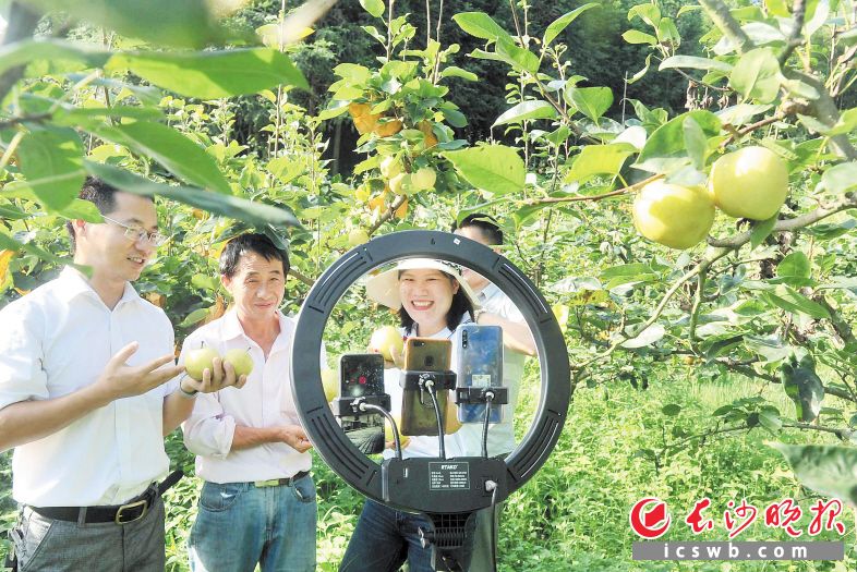 扶貧工作隊(duì)隊(duì)長等以“主播”身份上演“帶貨首秀”,，為大圍山黃金梨等優(yōu)質(zhì)扶貧農(nóng)產(chǎn)品“帶貨”,。長沙晚報(bào)全媒體記者 賀文兵 攝