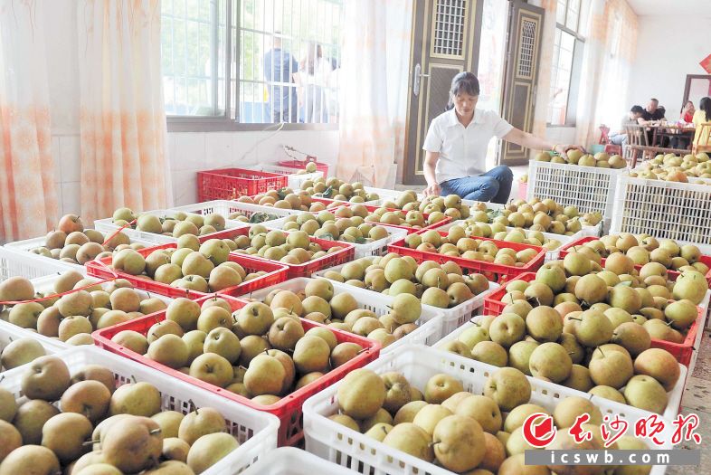 喜迎大豐收，果農(nóng)吳伏珍正在精心挑選大圍山黃金梨,。