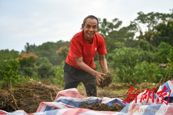 9月15日,，常寧市西嶺鎮(zhèn)石山村，脫貧戶李平糧在地里收獲芝麻,。錢輝 攝