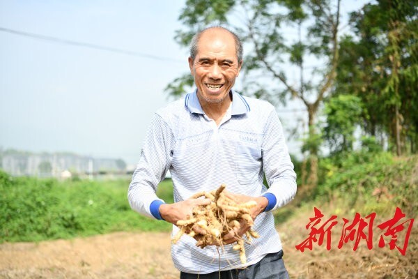 9月16日，常寧市西嶺鎮(zhèn)石山村村民張照枋手捧豐收的尾參,，笑容滿面,。錢輝 攝