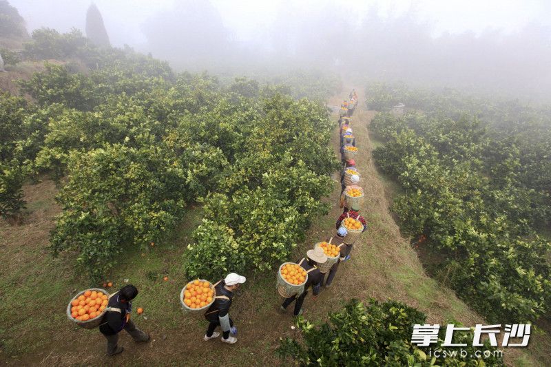對(duì)接長沙市場,，龍山每年在長沙舉行農(nóng)產(chǎn)品推介會(huì)，龍山臍橙產(chǎn)業(yè)的發(fā)展幫助了當(dāng)?shù)剞r(nóng)民脫貧致富,。長沙晚報(bào)全媒體記者 李鋒 攝