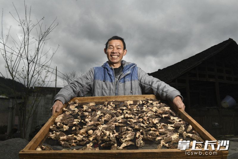 3月30日,，在龍山縣靛房鎮(zhèn)萬龍村，看著自家烘烤出來的羊肚菌,，今年54歲的彭英龍笑得合不攏嘴,。長沙晚報(bào)全媒體記者 黃啟晴 攝