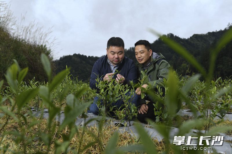 在紅巖溪鎮(zhèn)比沙社區(qū)黃金茶種植基地,，來自寧鄉(xiāng)經(jīng)開區(qū)幫扶隊(duì)隊(duì)長潘敏正和基地茶農(nóng)宋道旺察看茶樹的長勢。2018年,，在寧鄉(xiāng)經(jīng)開區(qū)幫扶隊(duì)的工作下，紅巖溪鎮(zhèn)引進(jìn)了3000畝黃金茶的種植,。長沙晚報(bào)全媒體記者 黃啟晴 攝