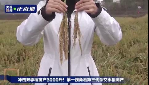 △左邊是“叄優(yōu)一號”水稻,，右邊是普通水稻。