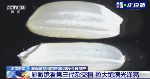 △上邊的是“叄優(yōu)一號”水稻，下邊的是普通水稻,。