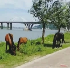之前違規(guī)飼養(yǎng)在株洲湘江風光帶的馬匹,。視頻截圖