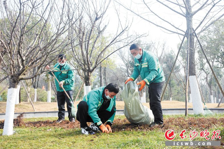 氣溫回升,，園林工人抓緊清理社區(qū)公園內(nèi)的雜草和枯萎老化的植被。黃超 攝