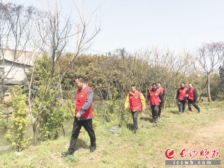跳馬鎮(zhèn)楊林新村與株洲石峰區(qū)的茅太新村組成“守護(hù)綠心聯(lián)動(dòng)隊(duì)”,，兩地黨員志愿者一同呵護(hù)綠色家園。長沙晚報(bào)通訊員 高興 攝