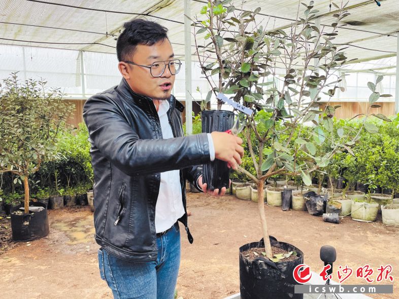 宋希在育苗棚內(nèi)開直播,，分享果苗種植技巧,。長沙晚報(bào)全媒體記者 李靜 攝